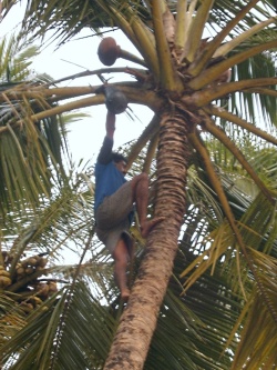 Climbing a coconut tree