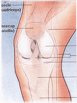 Diagram of knee Diagram of knee
