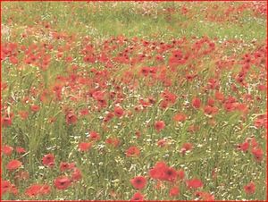 Poppies in Suffolk